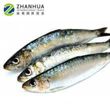 all types of price sea frozen fish seafood with bqf freezing process sardine